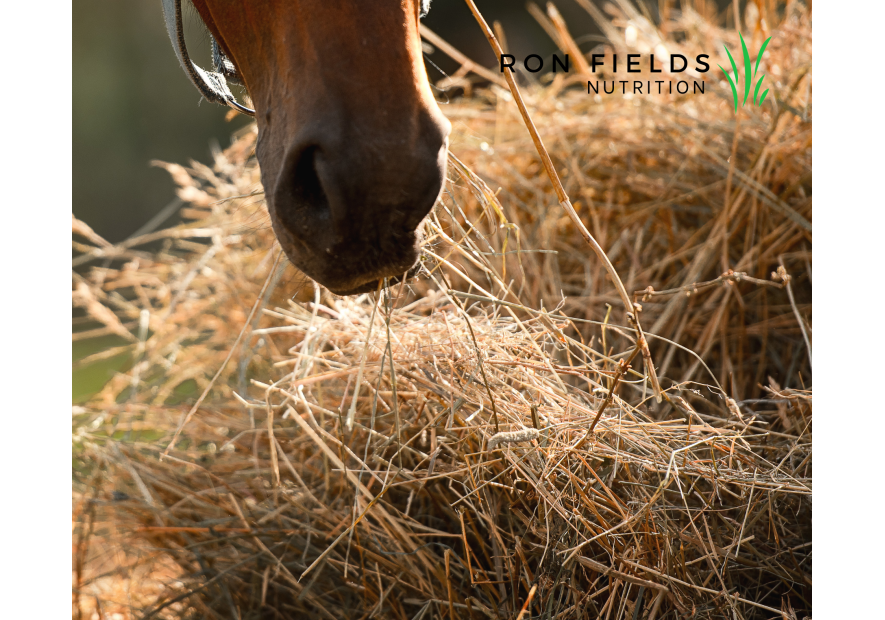 L'Importance des Fibres pour la Santé Microbienne des Chevaux