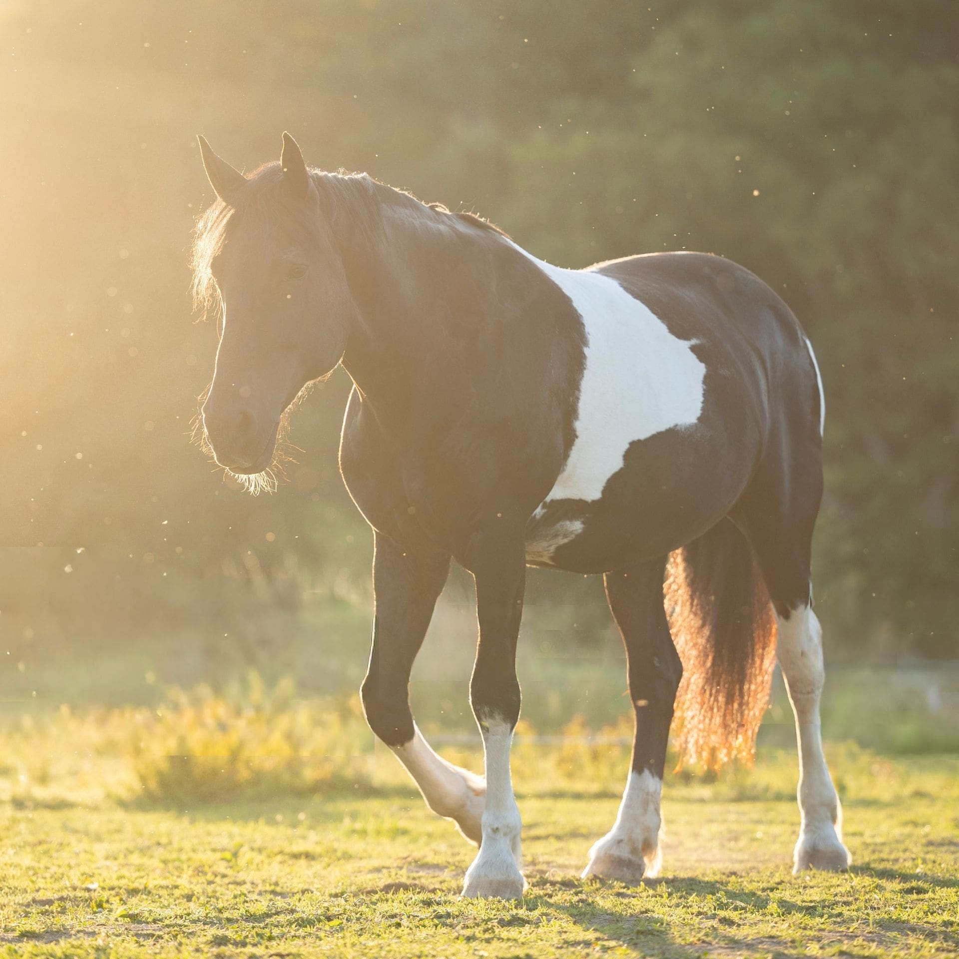 © https://sk-photographie.myportfolio.com