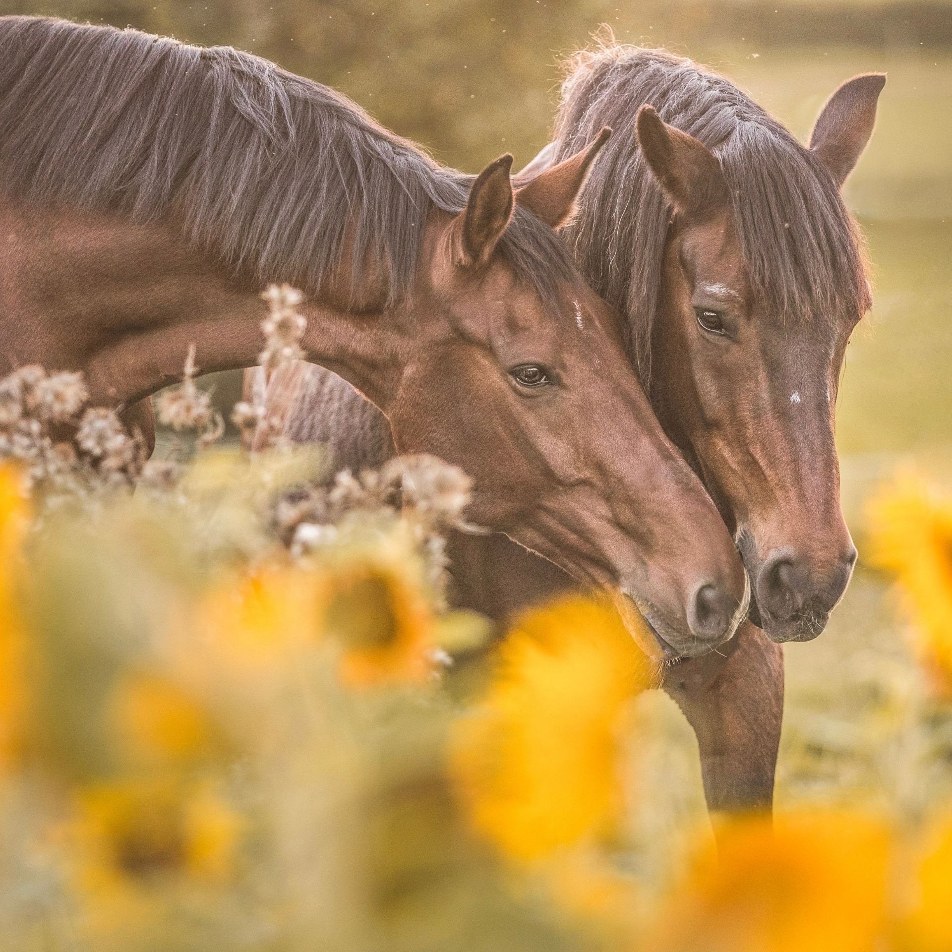 © https://sk-photographie.myportfolio.com